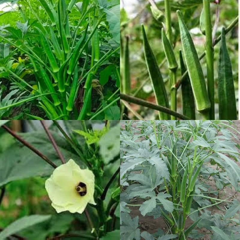 Vegetable bhindi live plant for pot, Live Lady finger Hybrid Okra Dharas terrace garden Bhendi plant pack of 4 live plant