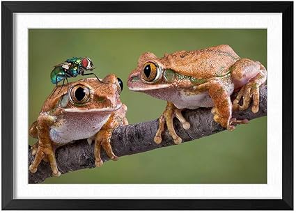 Amazon Co Jp 木製の枠 ズックの印刷する絵画 家の壁の装飾画 ポスター 30x40cm 2つのカエルと飛ぶ ホーム キッチン