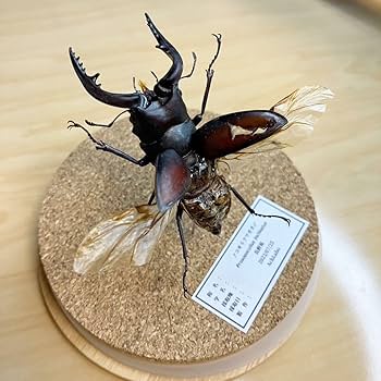 Amazon.co.jp: 昆虫標本ノコギリクワガタ飛翔 ガラスケース入り 訳あり