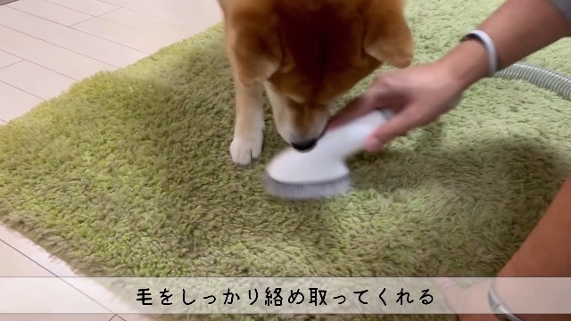 Amazon.co.jp: 【吸引しながらカット】Neabot ペットバリカン 犬 猫