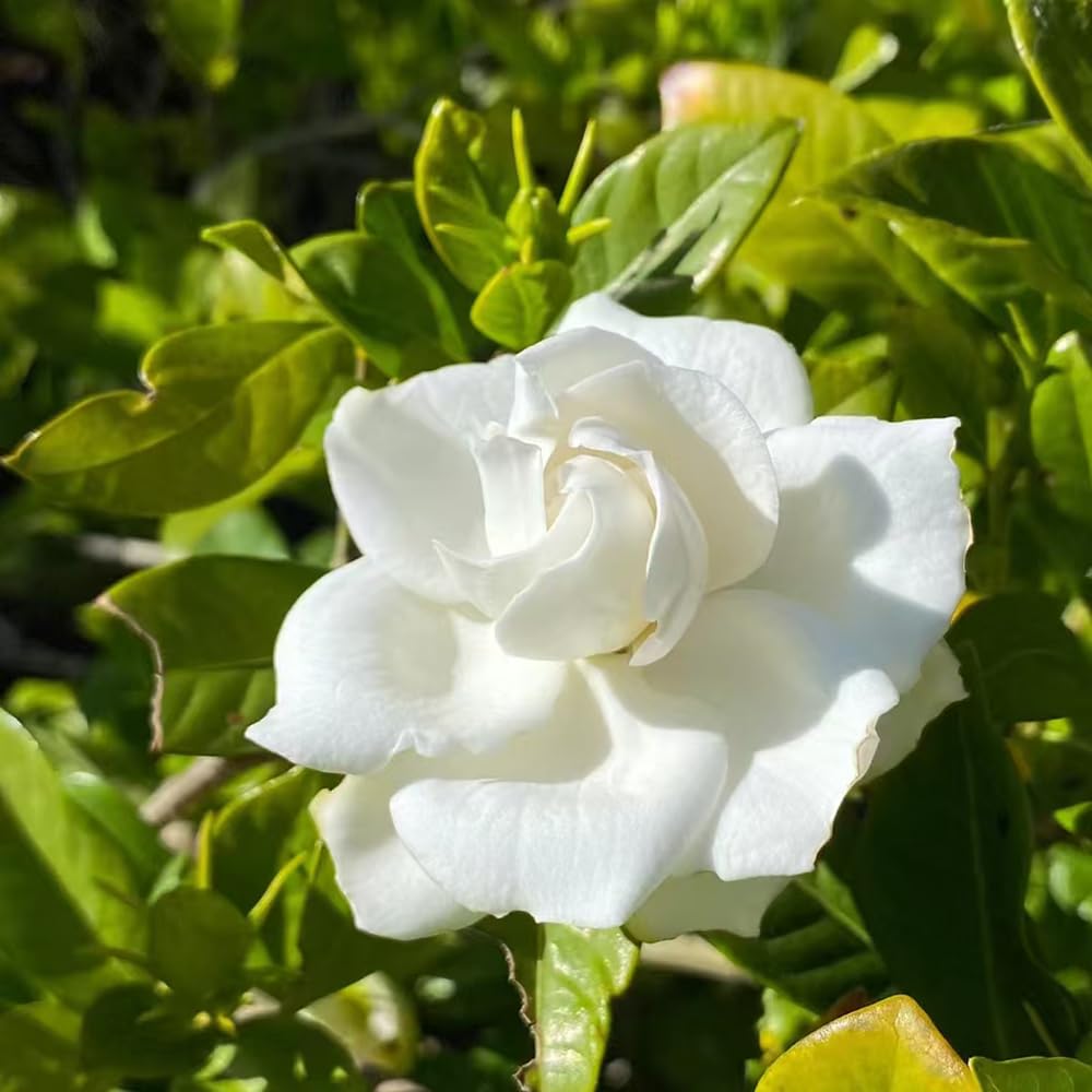 Gardenia jasminoides - ornamentali ufficio pendenti, interno balcone rampicanti balcone 20piante