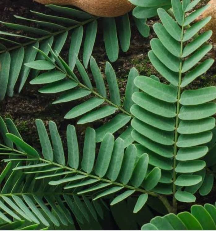 Minnal Traders/Fresh Tamarind Leaves- Tamarind Leaf - 100 Grams (B09SQ2RG8Y) Amazon Price History, Amazon Price Tracker