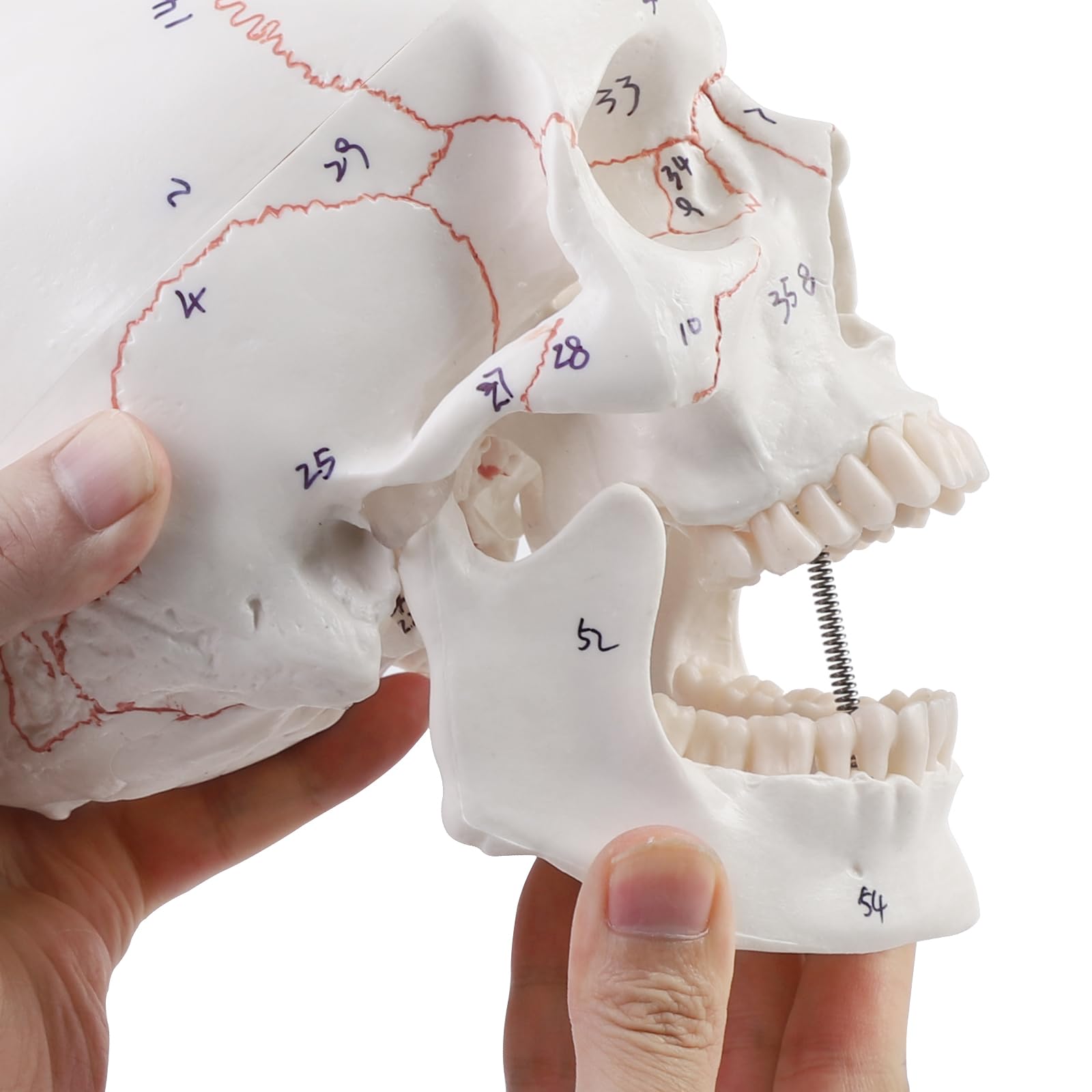 ERWEY Modelo didáctico anatómico cráneo colores anatomía digital cosido