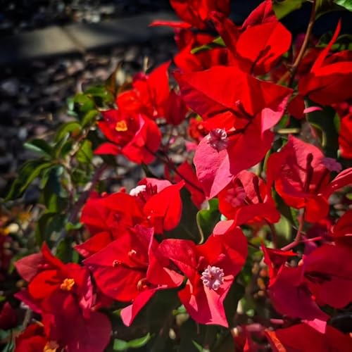 2 Red Bougainvillea Plants Live, Flowering Bougainvillea Vine 4-8 Inches Tall, Climbing Plant for Outdoor Garden and Trellis