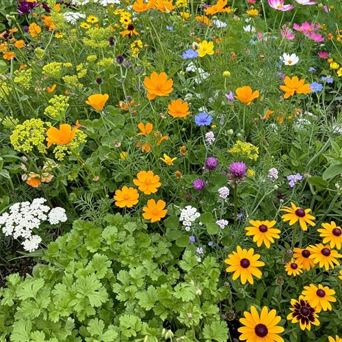 Image of Ferry-Morse Beneficial Bug Bulk Wildflower Seeds, 290,000+, 1 lb