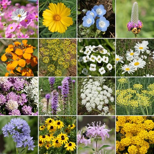 Image of Ferry-Morse Beneficial Bug Bulk Wildflower Seeds, 290,000+, 1 lb