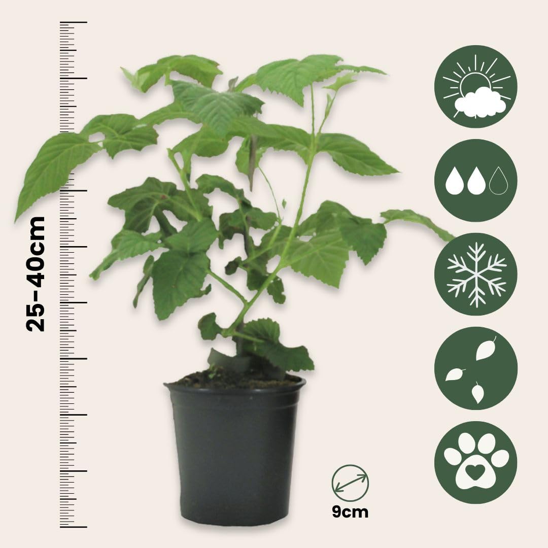 Plant in a Box - Rubus 'Baie de Tay' - Set de 3 - Croisement entre la mûre et la framboise - Fruits rouge foncé - Plante de jardin à feuilles caduques - Pot 9cm - Hauteur 25-40cm