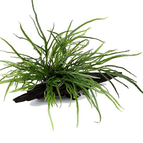 Planta de acuario Microsorum pteropus 'Trident' en raíz Nº 008G YWS para acuario, raíz, rizoma