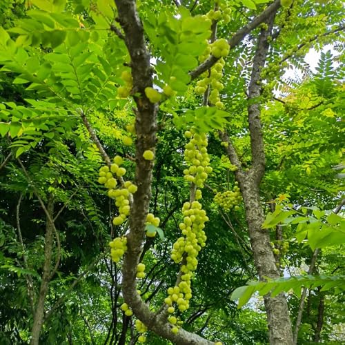 semi resistenti di ribes - appartamento balcone in serra uva spina fresca 550pcs