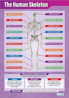 The Human Skeleton | Science Posters | Gloss Paper measuring 850mm x 594mm (A1) | Science Charts for the Classroom | Education Charts by Daydream Education