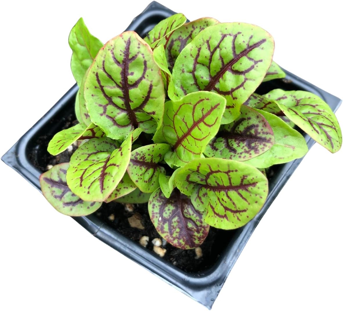 Smoke Camp Crafts Red-Veined Sorrel Plant, 2.5-inch Pot, Organic Bloody Dock, Edible Perennial