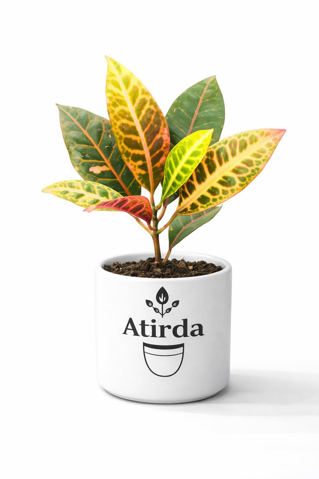 Croton Ornamental Healthy Live Plant with Pot | Pack of 1 Low Maintenance Indoor Plant for Living Room Office Table-image-20
