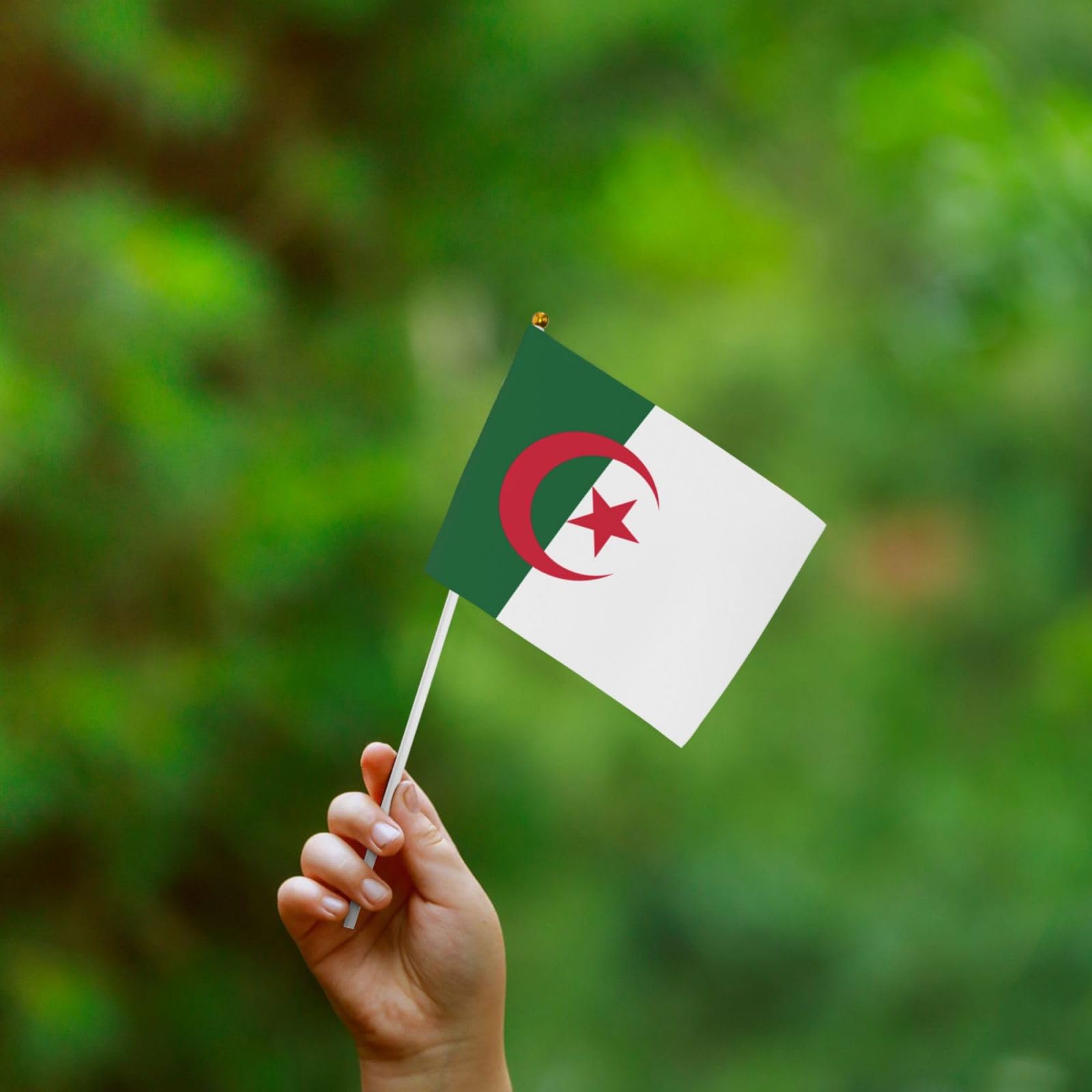Lot de 10 petits drapeaux de l'Algérie à main, mini drapeaux sur bâton pour fête, activités d'équipe, défilés, décoration de vacances