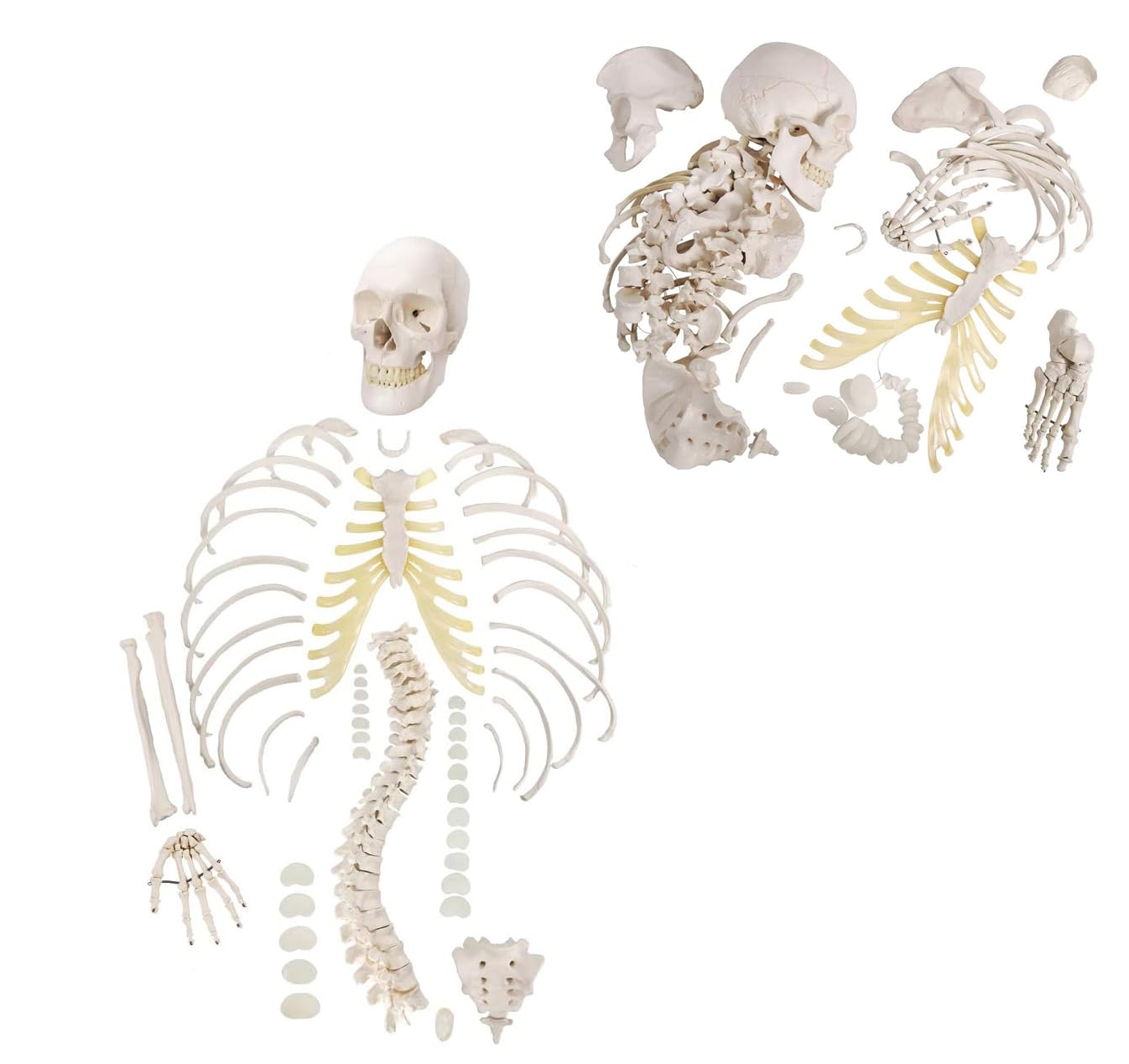 Rozczłonkowany model szkieletu ludzkiego naturalnej wielkości do badań anatomicznych – szkielet z PVC całego ciała, 1 zestaw