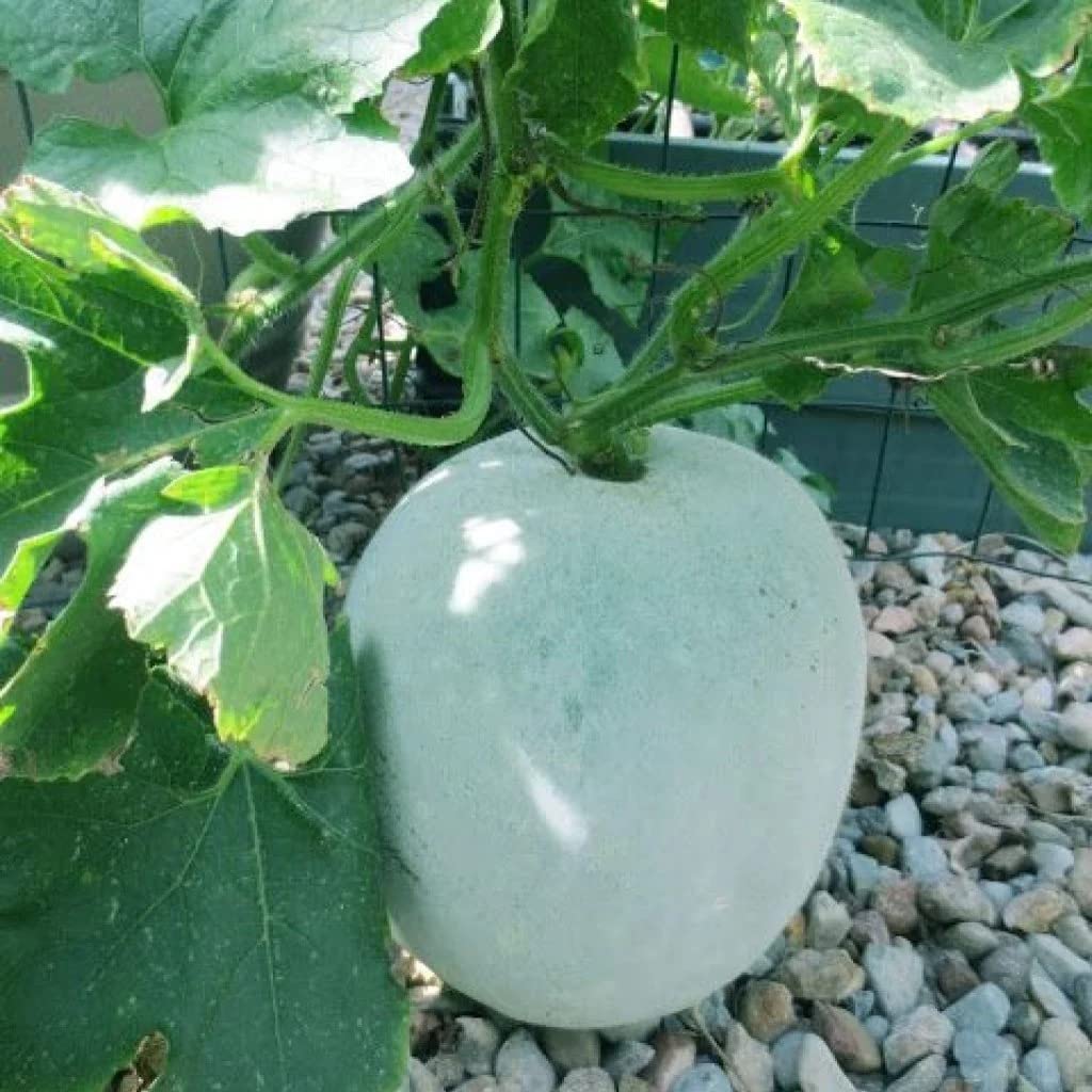 Live Green Ash Gourd Vegetable Seeds for Summer Season - Qty 20 Seeds (B0BYF79YFK) Amazon Price History, Amazon Price Tracker