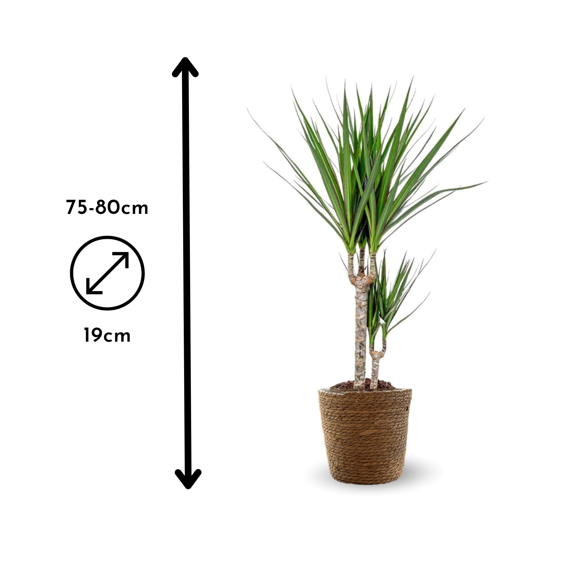 Attitude Jardin - Dracaena marginata z koszem z trawy morskiej - roślina doniczkowa - 70-80 cm - ◕ 19 cm - łatwa pielęgnacja