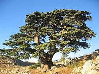 Tree Seeds Online - Cedrus Libani- Cedar of Lebanon. 8 Viable Seeds - 1 Packs