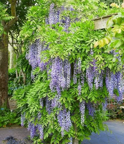 BALDUR Garten 1x Blauregen Blue Moon, Pflanze im 2 Liter-Topf, winterhart, bienenfreundlich, pflegeleicht, Wasserbedarf gering, blühende Kletterpflanze, Wisteria macrostachya