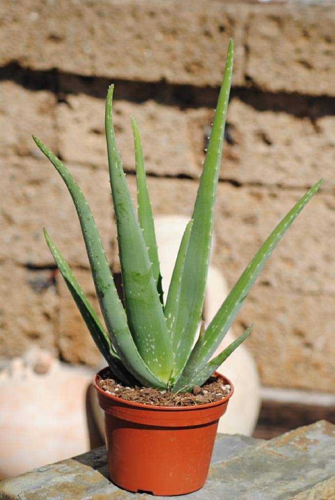 Echte Aloe Vera,medizinisch, 15cm Tpfe, sehr groe Pflanzen mit ca.45 cm  Hhe,1 Pflanze : Amazon.de: Garten
