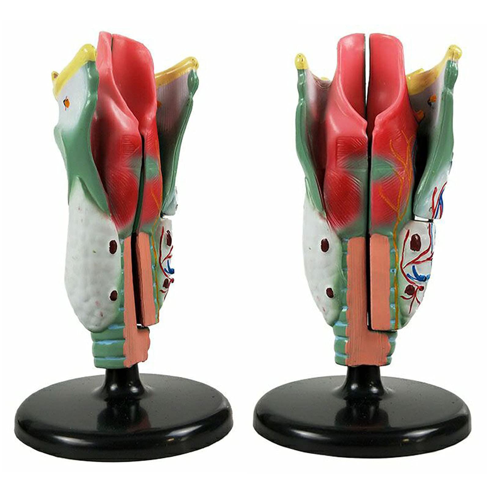 Model Gardła Ludzkiego Larynx Anatomiczny Model Ludzkiej Jamy Nosowej Model Anatomii Gardła Medyczne Materiały Dydaktyczne Narzędzie Do Nauki