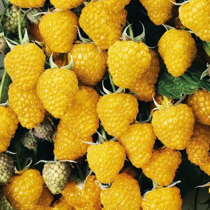 Pack 2 Raspberry Plants Live, Golden Raspberry Everbearing Raspberry, Very Sweet Raspberry, Raspberry Plants Roots Live for Planting