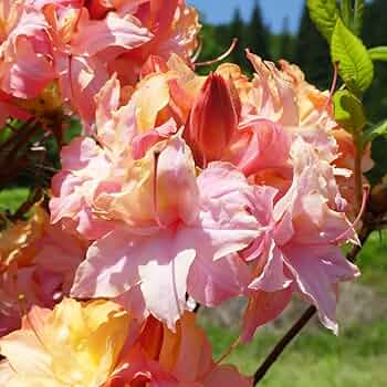 八重咲きツツジ　白に赤も有る色　花苗　苗木　抜き苗発送 61LktodokJL._UF350,350_QL50_.jpg