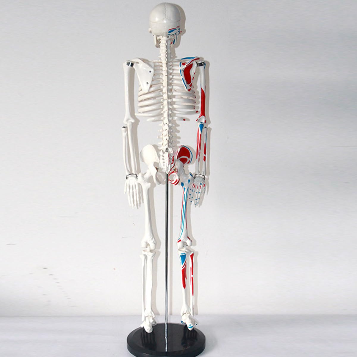 Abnehmbares menschliches Skelettmodell mit halber Muskelfarbe, 85 cm Lehrmodell für Anatomieunterricht