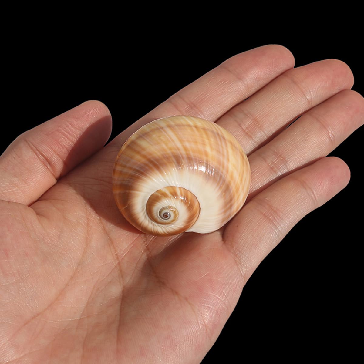 Muszla, 10 sztuk śrubowych ust ma około 3 ~,5 cm na dekoracje ślubne