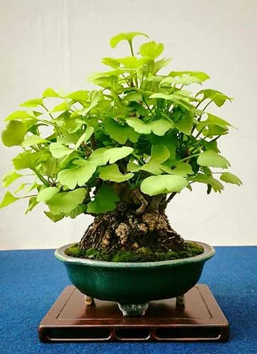 5pcs Maidenhair Tree Mini Gingko Bonsai Seeds Ginkgo Biloba Bonsai
