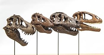 世界に一つ!!　ティラノサウルス・レックス　1/10 木彫頭骨模型16.5cm 世界に一つ、不世出！ティラノサウルス・レックス 頭骨 1/10