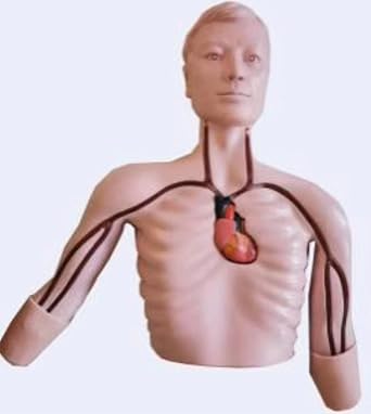 PICC Intervention Training Model Center Venipuncture Manikin Peripheral Venipuncture Model Teach Practise Transparent Circulation System for Medical Educational Training Aid