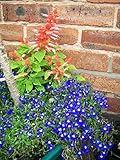 The Dirty Gardener Lobelia Erinus Half Moon Flowers - 200 Seeds