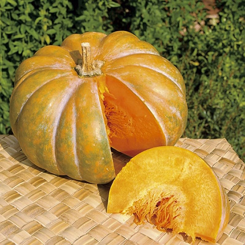 Squash - Muscade De Provence - 15 Seeds + Plant tag + Freebie - Cucurbita moschata, Orange