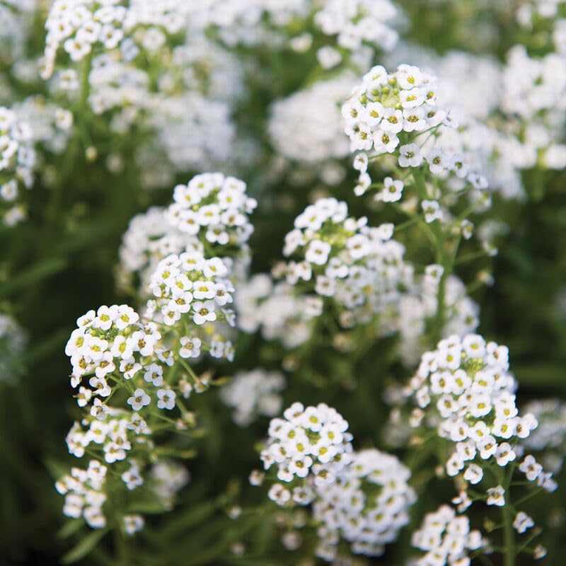 Image of Sweet Alyssum Flower Seeds - Fragrant, Easy-to-Grow Garden Flowers, Pollinator-Friendly, Continuous Blooms for Borders & Containers (Pack Of 50+ Seed)