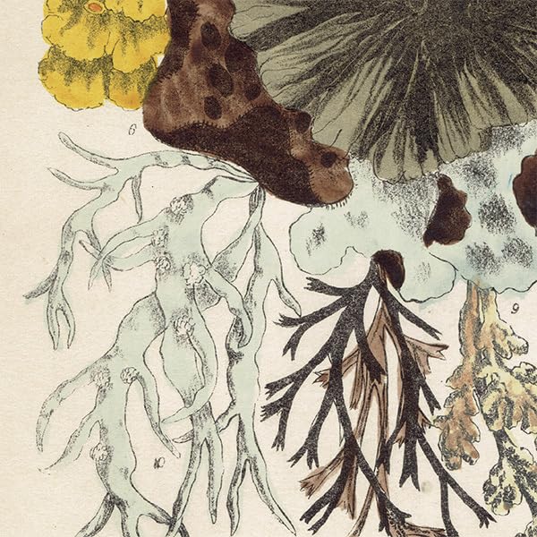 Amazon.co.jp: イギリス アンティーク ボタニカルアート 植物画 地衣類