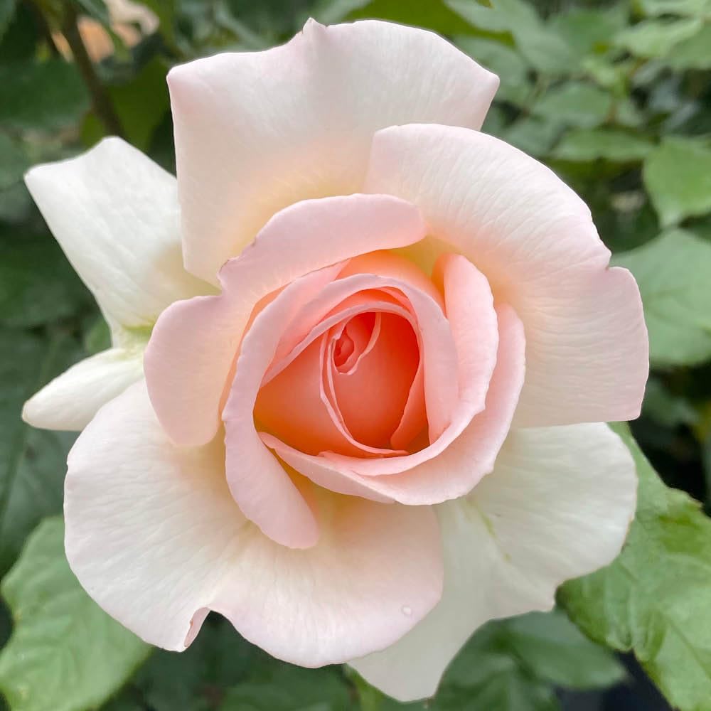 Yougarden Pink Harkness Rose 'Best Mum Ever', Established Rose Plant In 4 Litre Pot, Ready To Plant, Ideal For Pots, Beds & Borders, Hardy Perennial Garden Plant Gifts