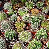 Outsidepride Mix Cactus Seeds - 2000 Pcs Perennial, Drought-Tolerant & Low Maintenance Succulent Seeds for Planting Blooms with Thick & Fleshy Stems for Sunny Gardens & Windowsills