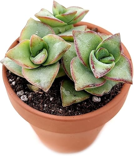 Miniatura 3 de Torres de marfil Crassula de 2 pulgadas - Plantas suculentas vivas - Suculentas vivas y saludables - Ideas únicas de regalo para suculentas -