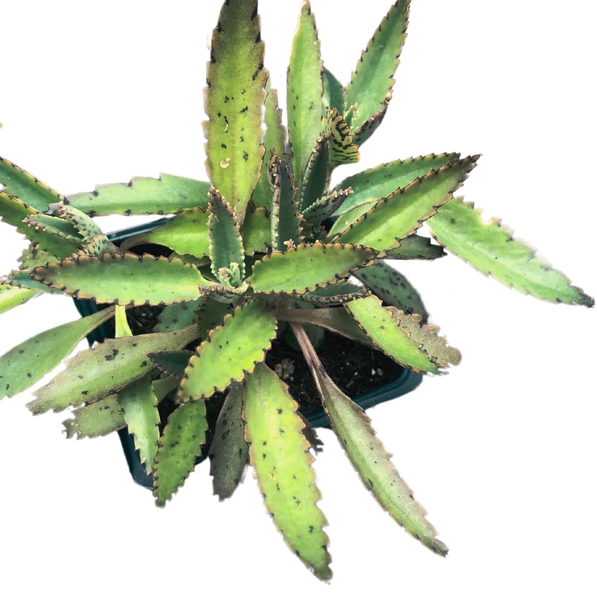 Smoke Camp Crafts Organic Mother of Thousands Plant (Kalanchoe daigremontiana) 2.5 inch Pot - Organic Easy-to-Grow Succulent House Plant for Home or Office Decor