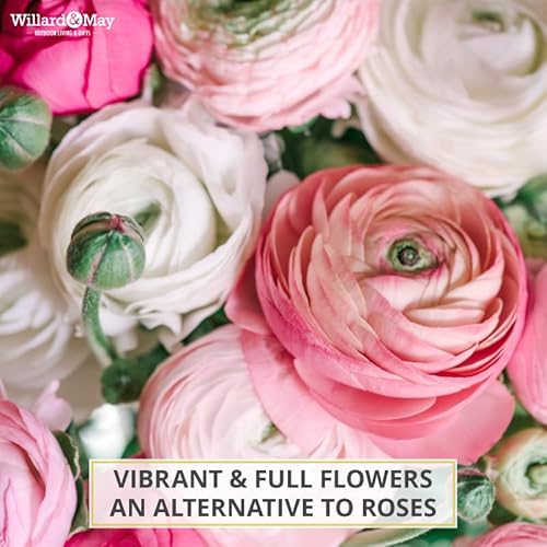 25 Pastel Mixed Ranunculus Bulbs Spring Planting - Buttercup Color Mix Value Bag - Plant in Gardens, Borders & Flowerbeds - Easy to Grow Flowers Bulbs by Willard & May 25 Pastel Mixed Ranunculus Bulbs Spring Planting - Buttercup Color Mix Value Bag - Plant in Gardens, Borders & Flowerbeds - Easy to Grow Flowers Bulbs by Willard & May