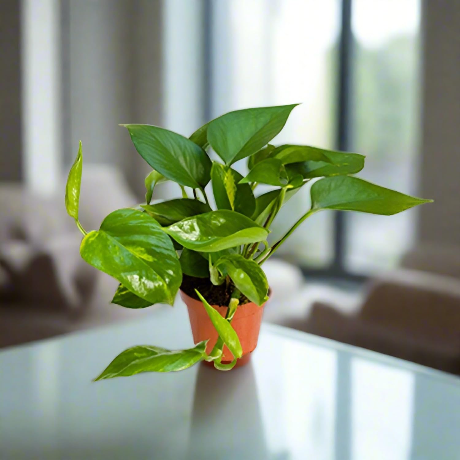 Acacia Garden CenterMoney Plant (Scindapsus aureus) | Indoor Natural Plant