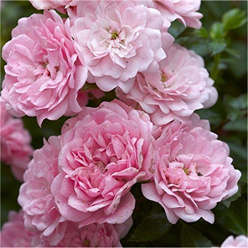 Royal Paradise Gardens Rare Rose Live Plant Bush Rose - The Fairy (1 Healthy Plant)