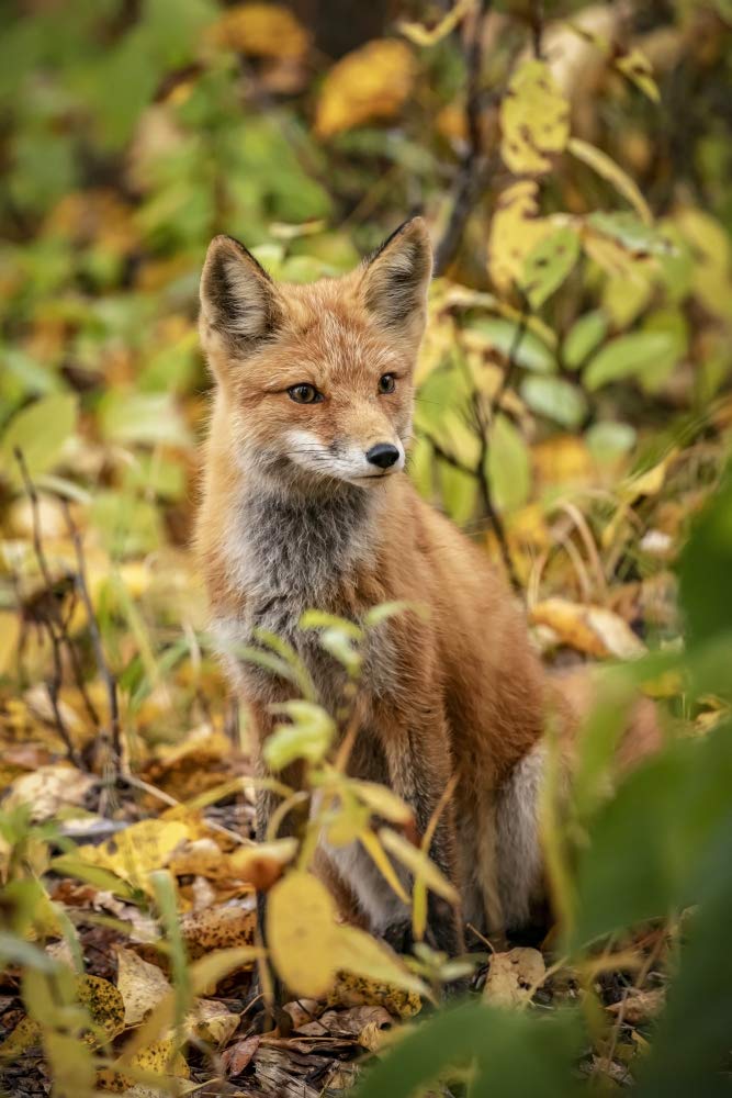 Red fox (Vulpes vulpes) in the Campbell Creek area, South-central Alaska; Alaska, United States of America by Doug Lindstrand / Design Pics (22 x 34)