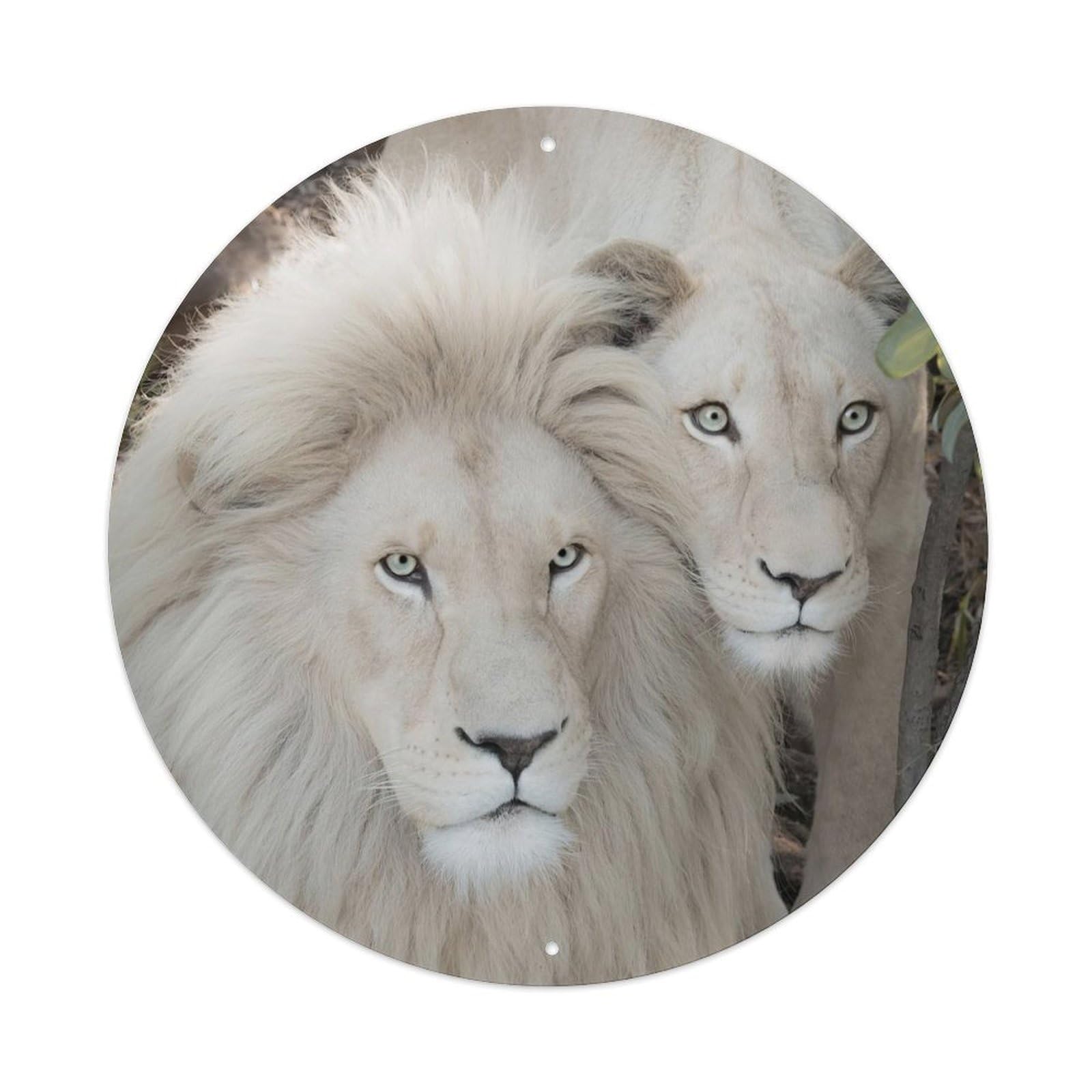 White Lion Couple Wildlife Big Cat Classic Metal Tin Sign