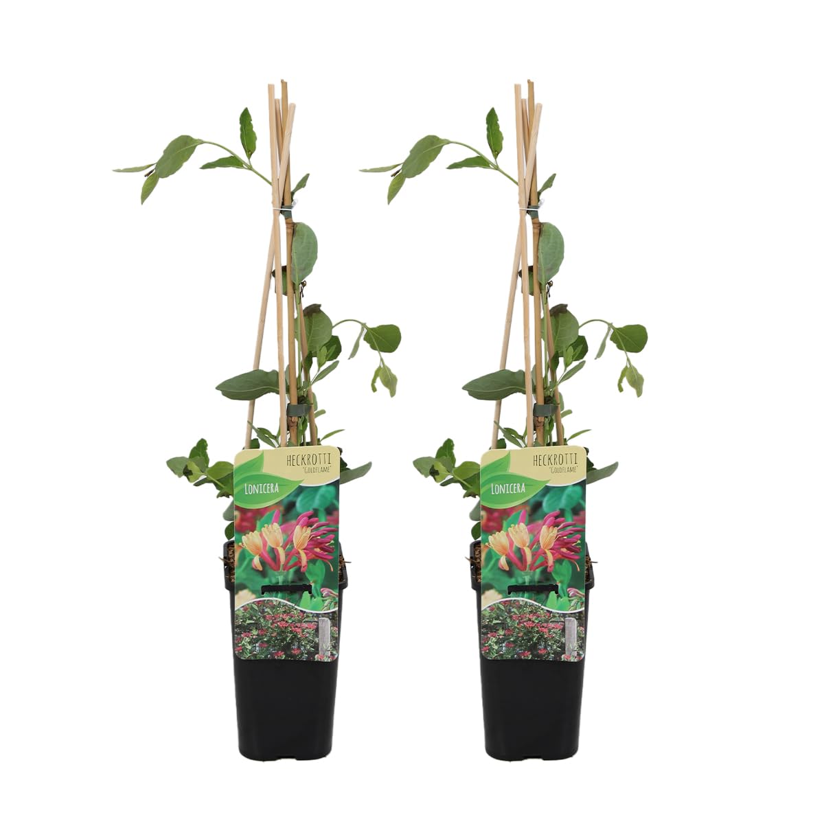 Bloomique - Lot de 2 - Lonicera Heckrottii Goldflame - Chèvrefeuille - Rouge, Jaune - Plantes grimpantes - Plantes de jardin - Rustiques - Pot 15cm - Hauteur 70-80 cm