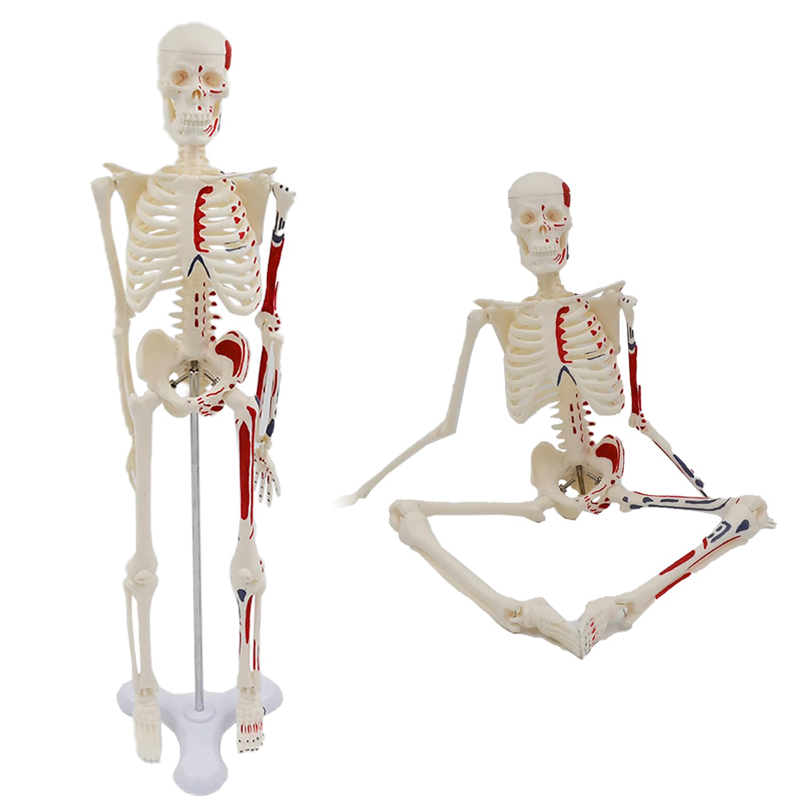 Squelette humain couleur 45 cm anatomique précis avec repères musculaires et membres amovibles