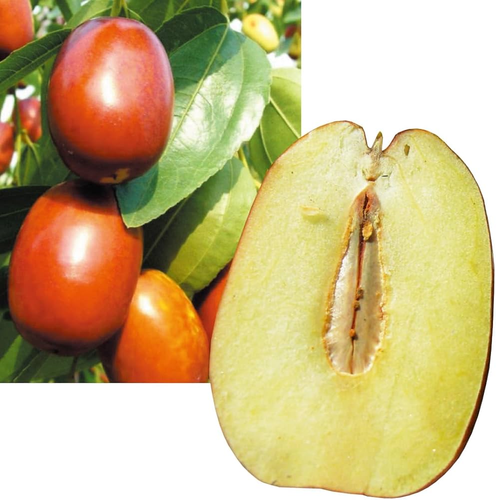 Amazon.co.jp: 果樹苗 ナツメ 無核大金絲棗 2株 / 国華園 25年秋商品 Amazon.co.jp: 果樹苗 ナツメ 無核大金絲棗 2株 / 国華園 25年秋商品