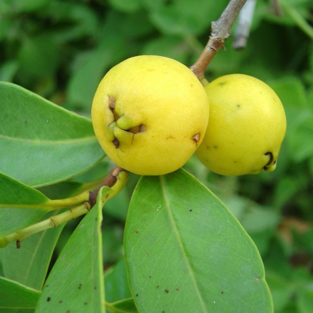 M-Tech Gardens Rare Guava Fruit Plant (Lemon Guava, Hybrid) Exotic 1 Live Fruit Plant (B07ZH1V1S9) Amazon Price History, Amazon Price Tracker