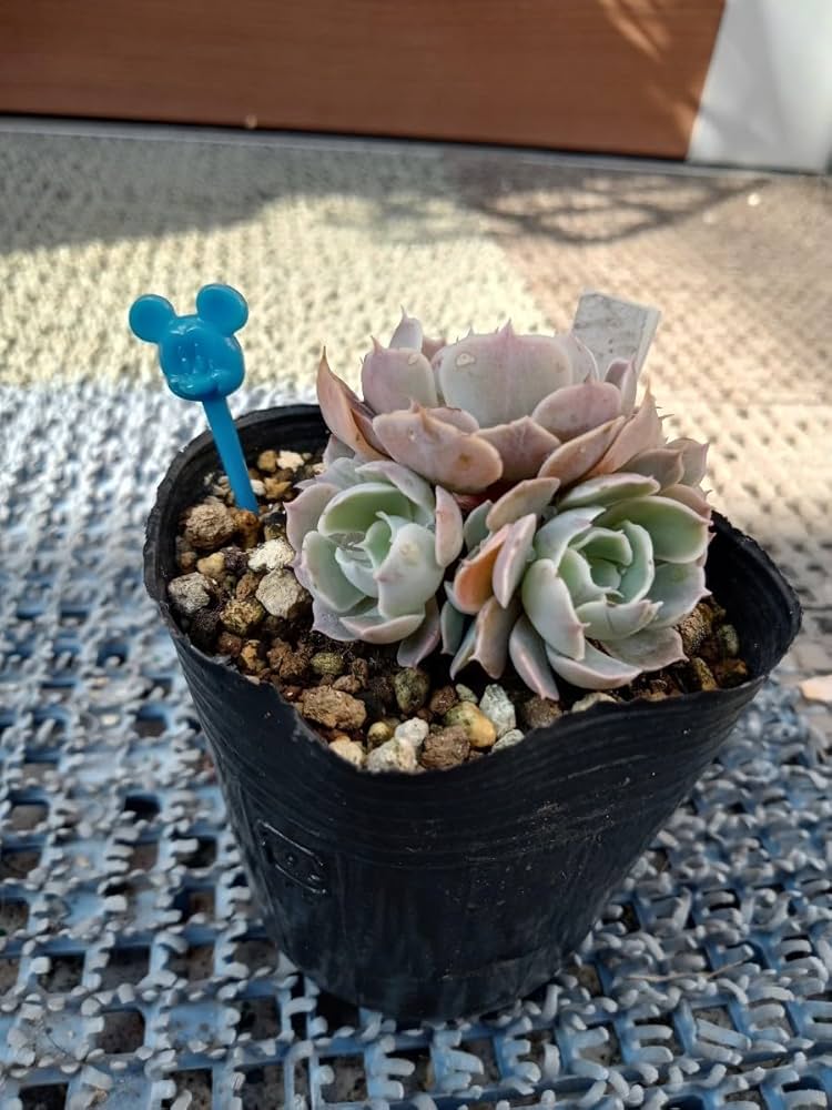 Amazon.co.jp: 多肉植物 ベレン 抜き苗 え エケベリア 7ハーフ