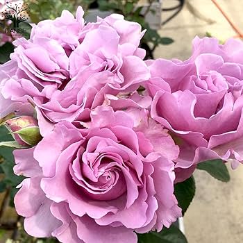 送料税込【King Ice】Antique Rose Bracelet ローズ 薔薇 国内発 Amazon.co.jp: ITANSE フレグランスローズ エターナル 6号